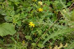 Lotus corniculatus